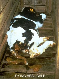This is a dead calf in a veal crate. To find out more - noveal.org. Go vegan, and save many surplus male calfs from this. Don't buy cruelty.